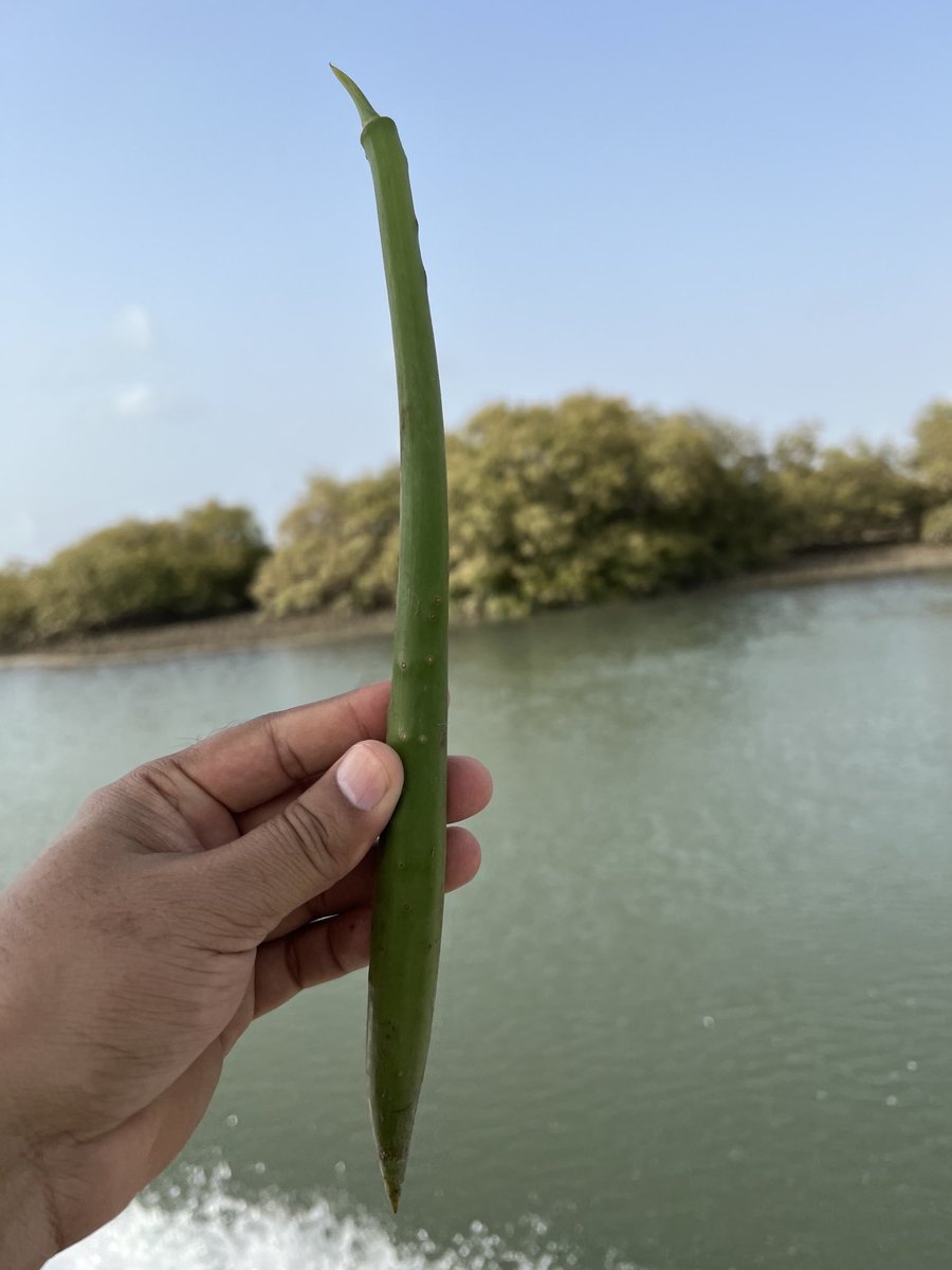 ShehzadSadiq6's tweet photo. Out of four, Seeds/Propagules of three mangrove species available in Indus Delta. SFD is trying to enhance biodiversity of the mangrove plantations by planting all species available in the delta. https://t.co/mzqZE9h9d5