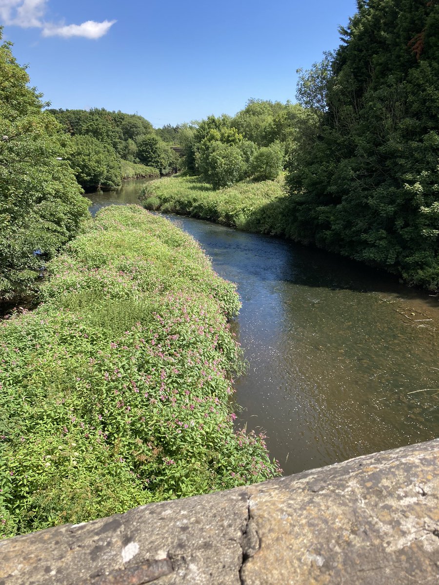 BodieTheKat's tweet photo. Mams walk today, no Swans spotted today #derwent #tyneriver #summerwalks https://t.co/Ez5OisBqnu