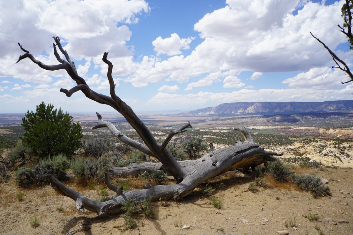 NearAndFarAZ's tweet photo. Harpers Corner in Dinosaur National Monument's @Colorado side is all about the BIG views and amazing #BlueSkies!๐
#HarpersCorner #PlugHat #EchoPark @DinosaurNPS #cloudwins #HarpersCornerScenicDrive https://t.co/Q7kGSrnM5X