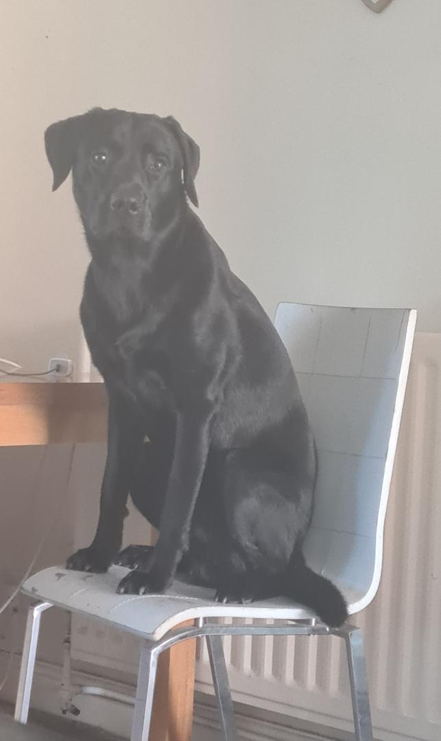 SparklesStacy's tweet photo. Henry has decided to put himself forward for Prime Minister.
His motto - bringing the people what they really want and need.
#HenrytheLab #HenryforPM #dogsoftwitter #ByeBoris https://t.co/JwAKEYOm5E