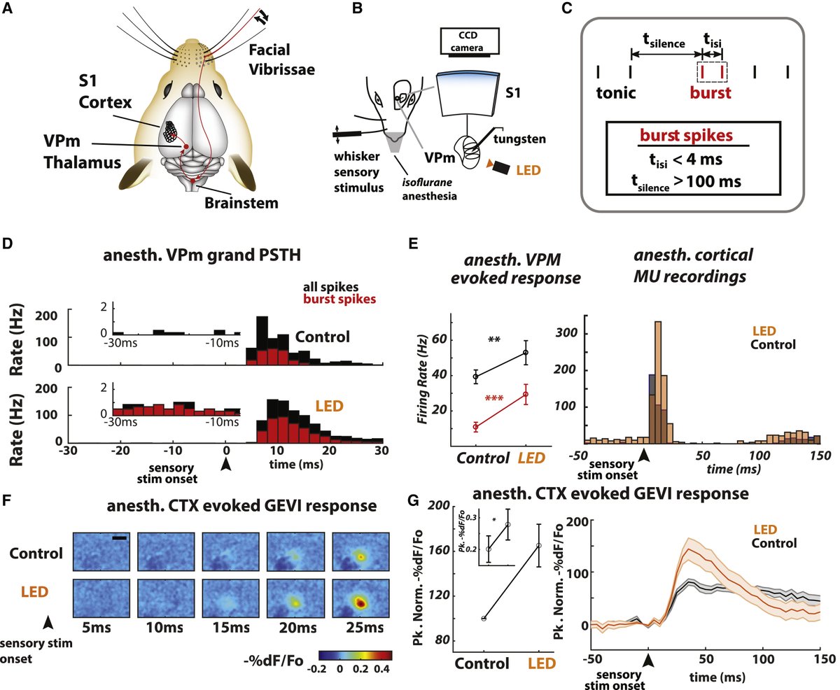 Researchers have long been trying to test the theory that the thalamus is the gatekeeper for controlling what we sense of the world. A team in <a href="/GStanleyNeuro/">Garrett Stanley</a>’s lab is describing a dynamic gating of signaling of touch in a new @NeuronCellPress paper: doi.org/10.1016/j.neur…