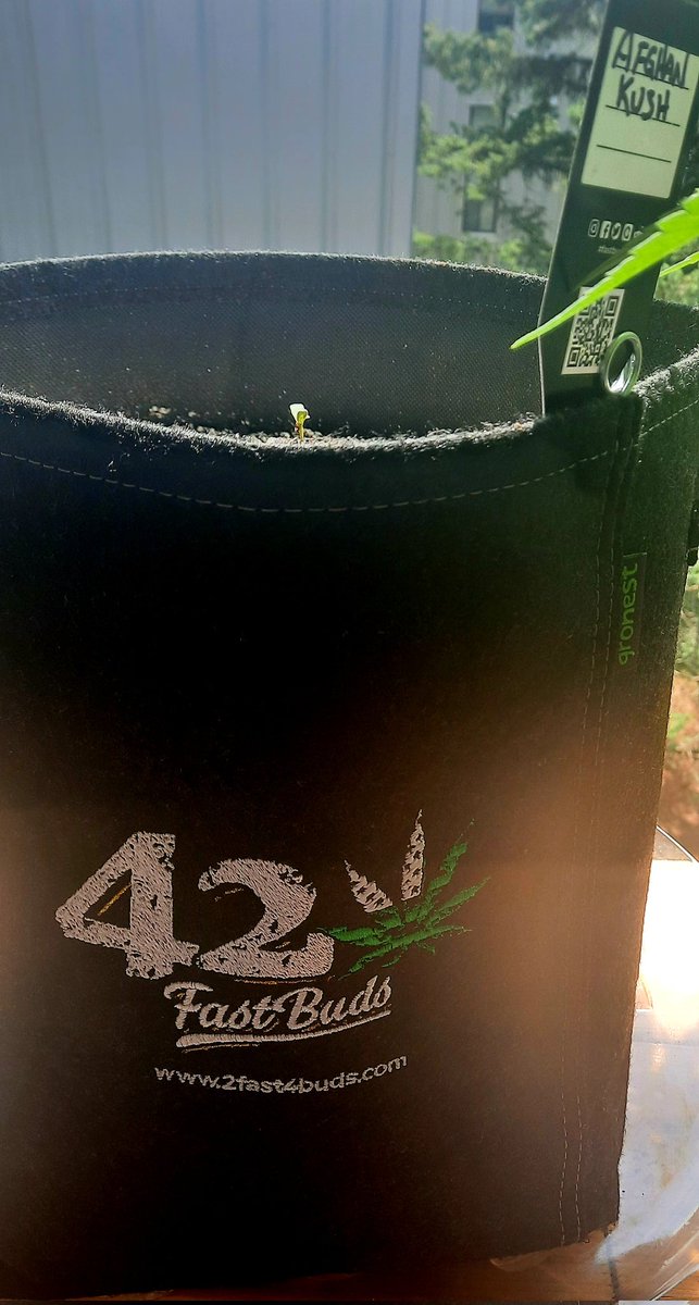 Peekaboo. I see you #AfghanKush from <a href="/Fast_Buds/">Fast Buds</a> in natural lighting. #Mmemberville #Stonerfam #Organicgrows #Cannabiscommunity #cannabisculture #420community #gaiagreen