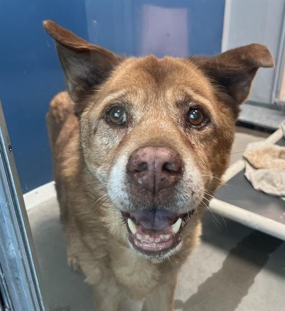 animalfndlv's tweet photo. The dogs in need of the most help at The Animal Foundation are larger pups.

Small dogs, puppies &amp; kittens spend an average of 1.4 days in our adoption center, while larger dogs can spend weeks or months waiting to be adopted.

View our adoptable pets: https://t.co/u81JuFuCha https://t.co/ApbY9p9Z1f