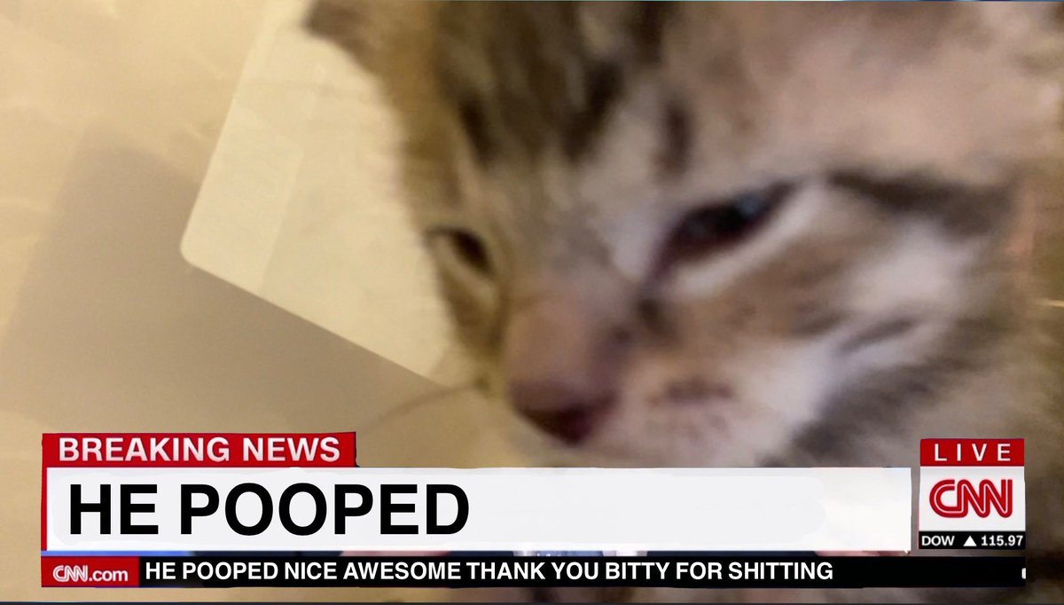 Friends of Bear Cat Rescue (@feederofcats) on Twitter photo 