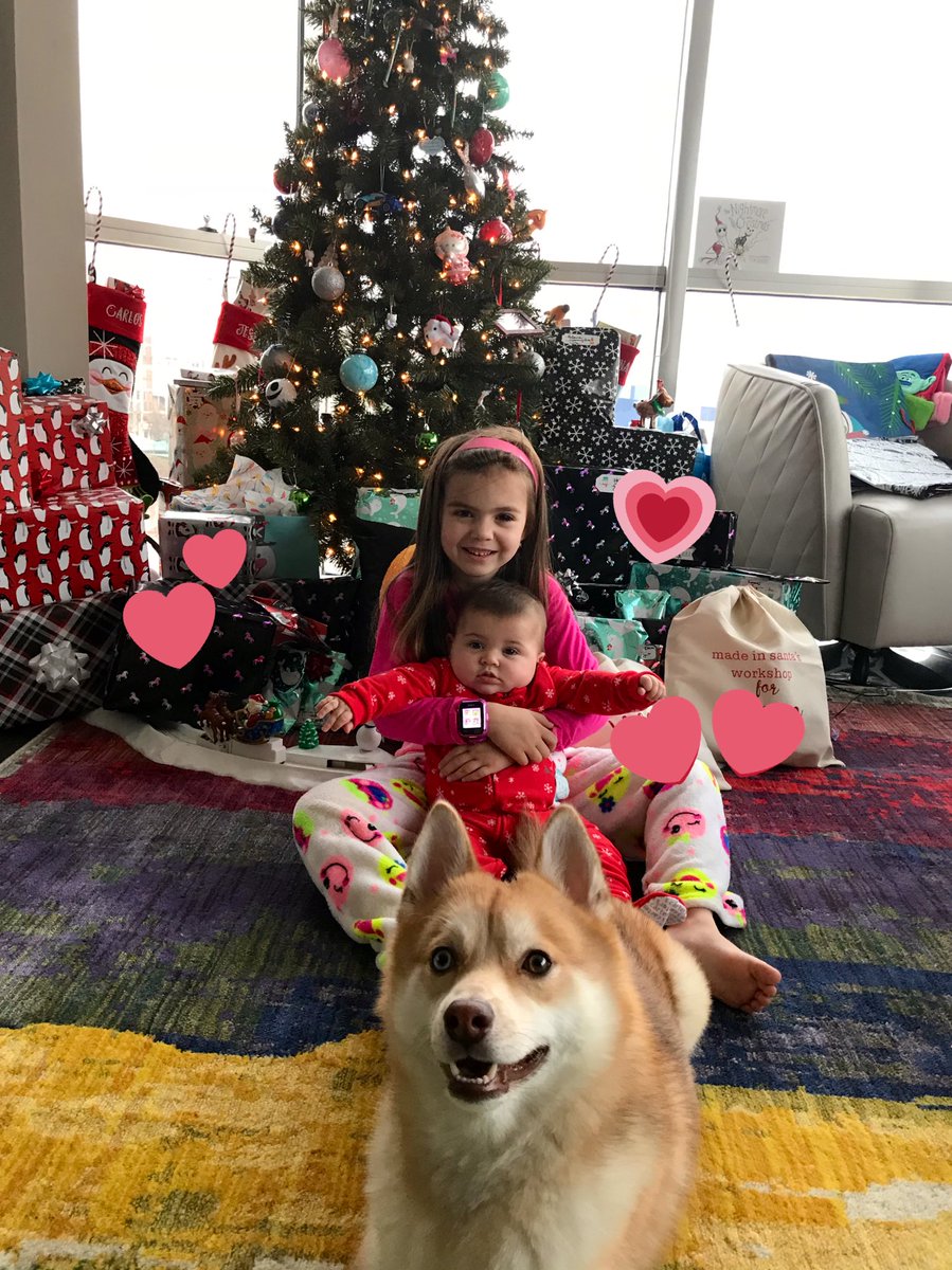 DPomsky's tweet photo. @FearlessJ44 moooooooom how great would it be for me to have a doggie sibling?! I added a few reminders of what a good brother I’ve been to my human siblings 😆 https://t.co/1NyqrgmcdX