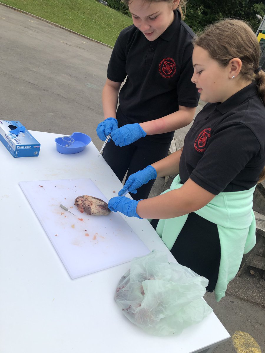 standrewsmajor's tweet photo. We dissected a heart to get a real life experience of how the heart works and how the blood flows #SAMsY6 #SAMsTopic #SAMsScience (1/3) https://t.co/CaJ8ELPYDA