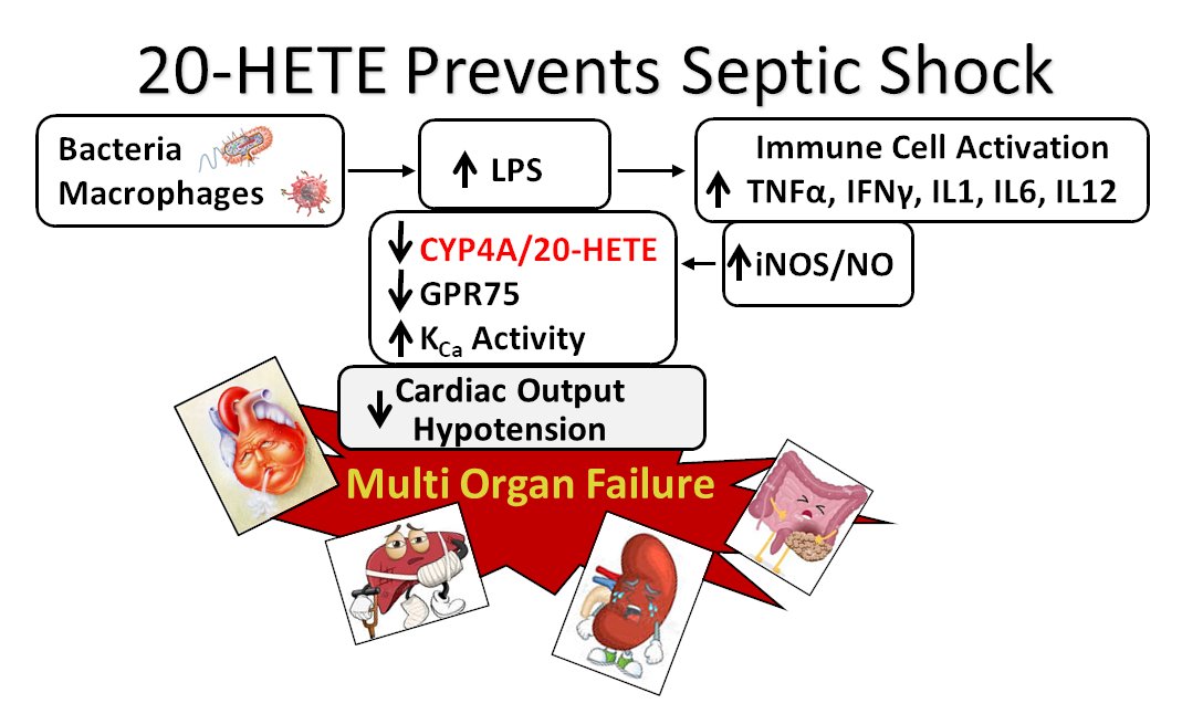 JCVPOnline's tweet image. Can 20-HETE be the first drug to treat sepsis?

pubmed.ncbi.nlm.nih.gov/35575984 
@LukeStrong321

#sepsis #infection #inflammation #cytokine #bacteria #pharmacology #medicine #antibiotic