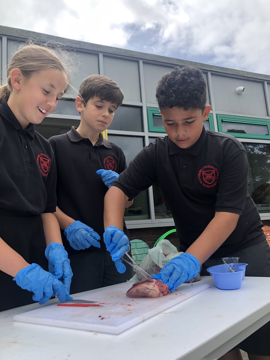standrewsmajor's tweet photo. We dissected a heart to get a real life experience of how the heart works and how the blood flows #SAMsY6 #SAMsTopic #SAMsScience (2/3) https://t.co/De0s2OPVLN