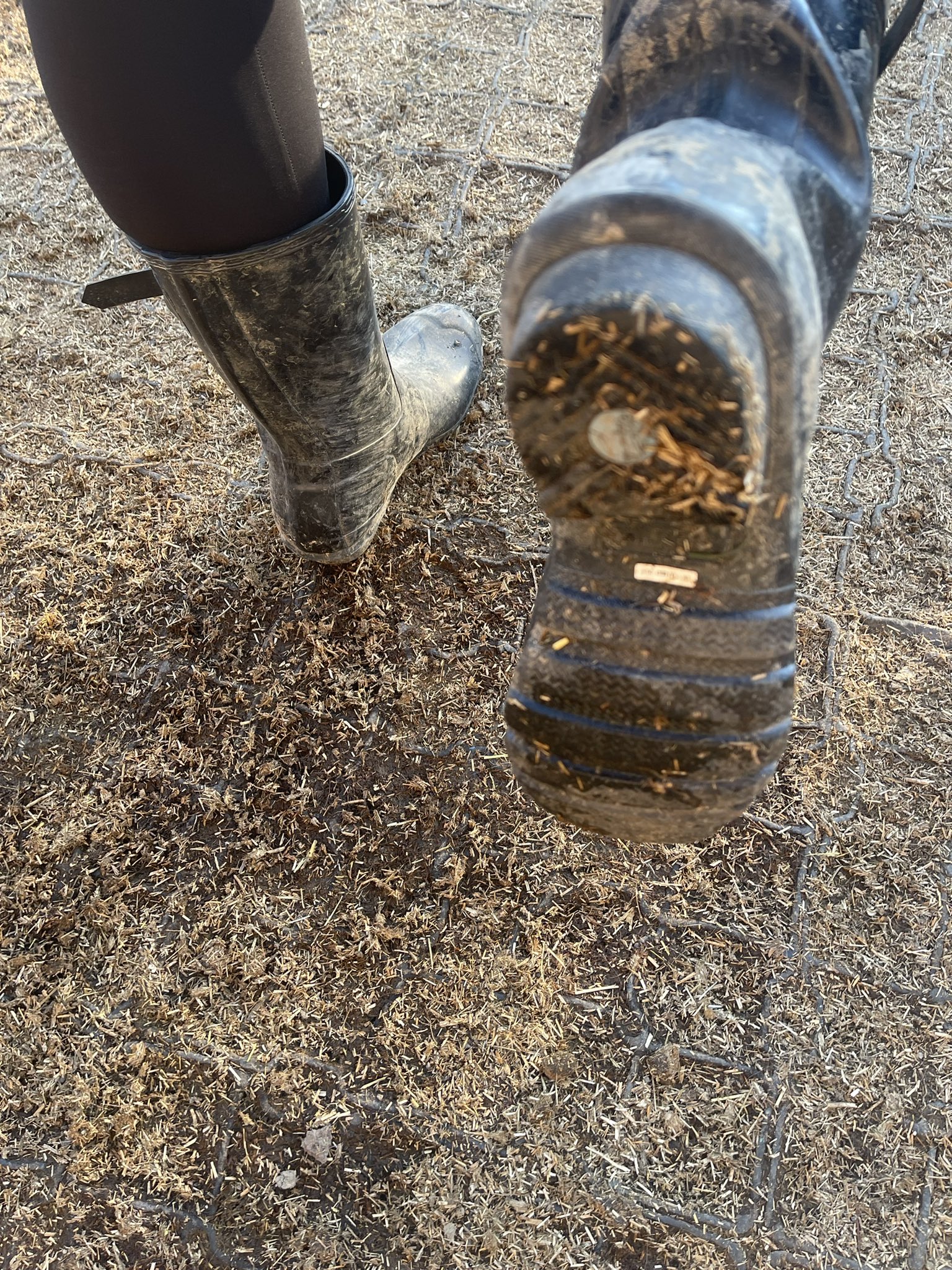 Reitherrin Lina 👑 6k + on Twitter: "Am Wochenende gibts auf Onlyfans