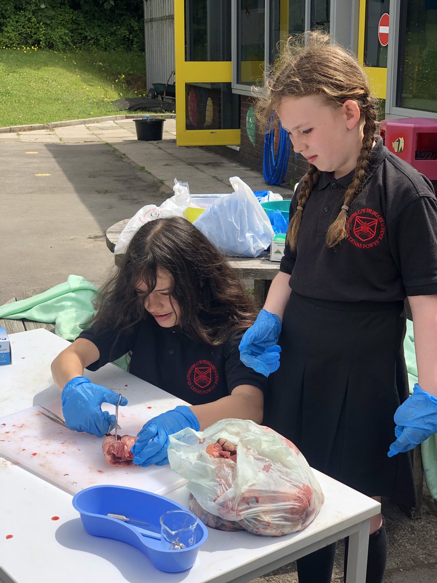 standrewsmajor's tweet photo. We dissected a heart to get a real life experience of how the heart works and how the blood flows #SAMsY6 #SAMsTopic #SAMsScience (3/3) https://t.co/vQKSdhmyjE