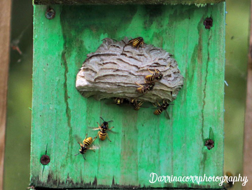 Darrinacorr's tweet photo. Wasps nesting in one of the bird boxes in the garden 

#photography 
#armaghphotographer 
#wasps 
#waspsnesting 
#waspnest 
#canonphotography 
#canon250d 
#75300mmlens 
#nature
#naturephotography https://t.co/iM9GOb1FrU