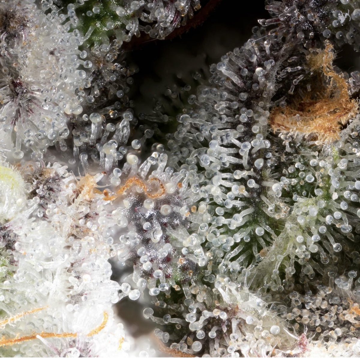 Resin for days 🗓 

#macrophotography #dank #trichome #macro_perfection #mmj #cannabisculture #420community #StonerFam #stoner #cannabisnews