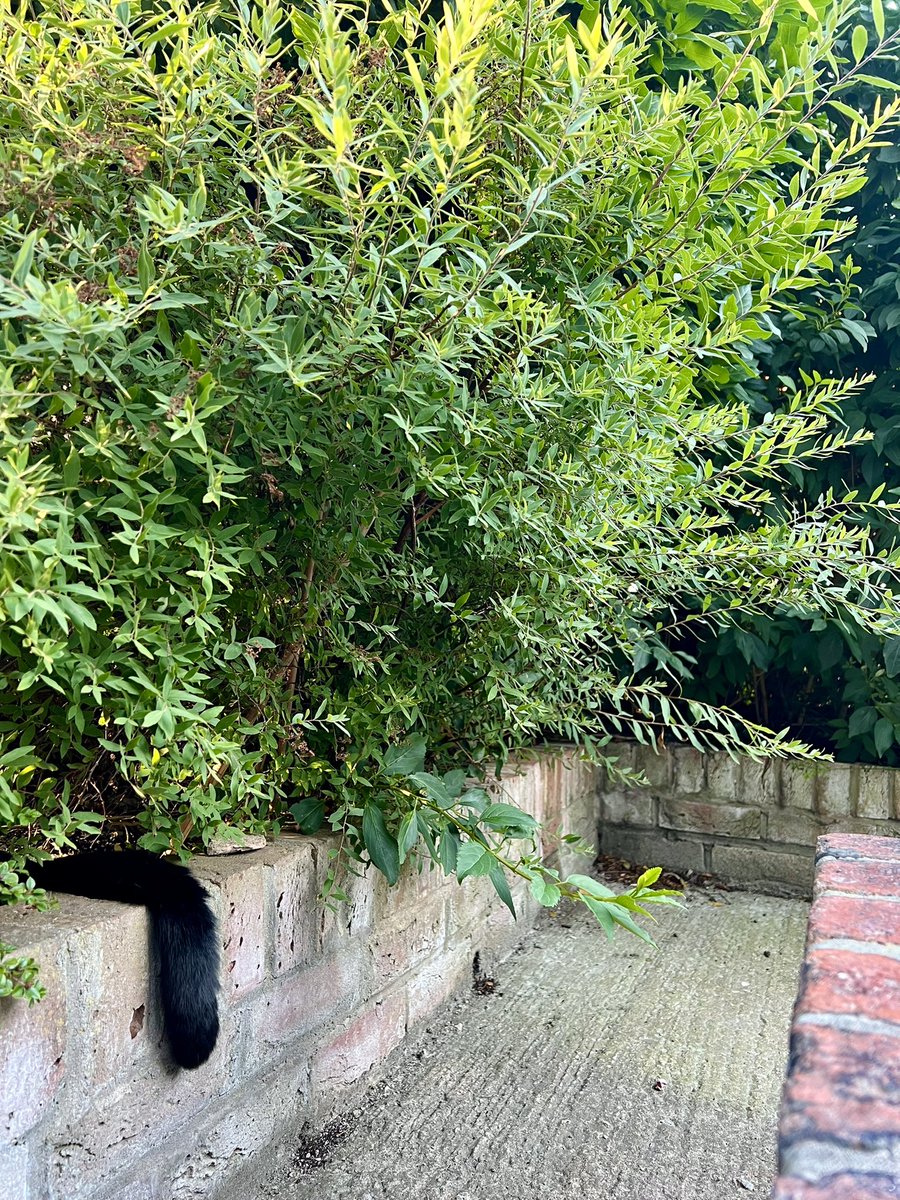 has anyone seen the cat?