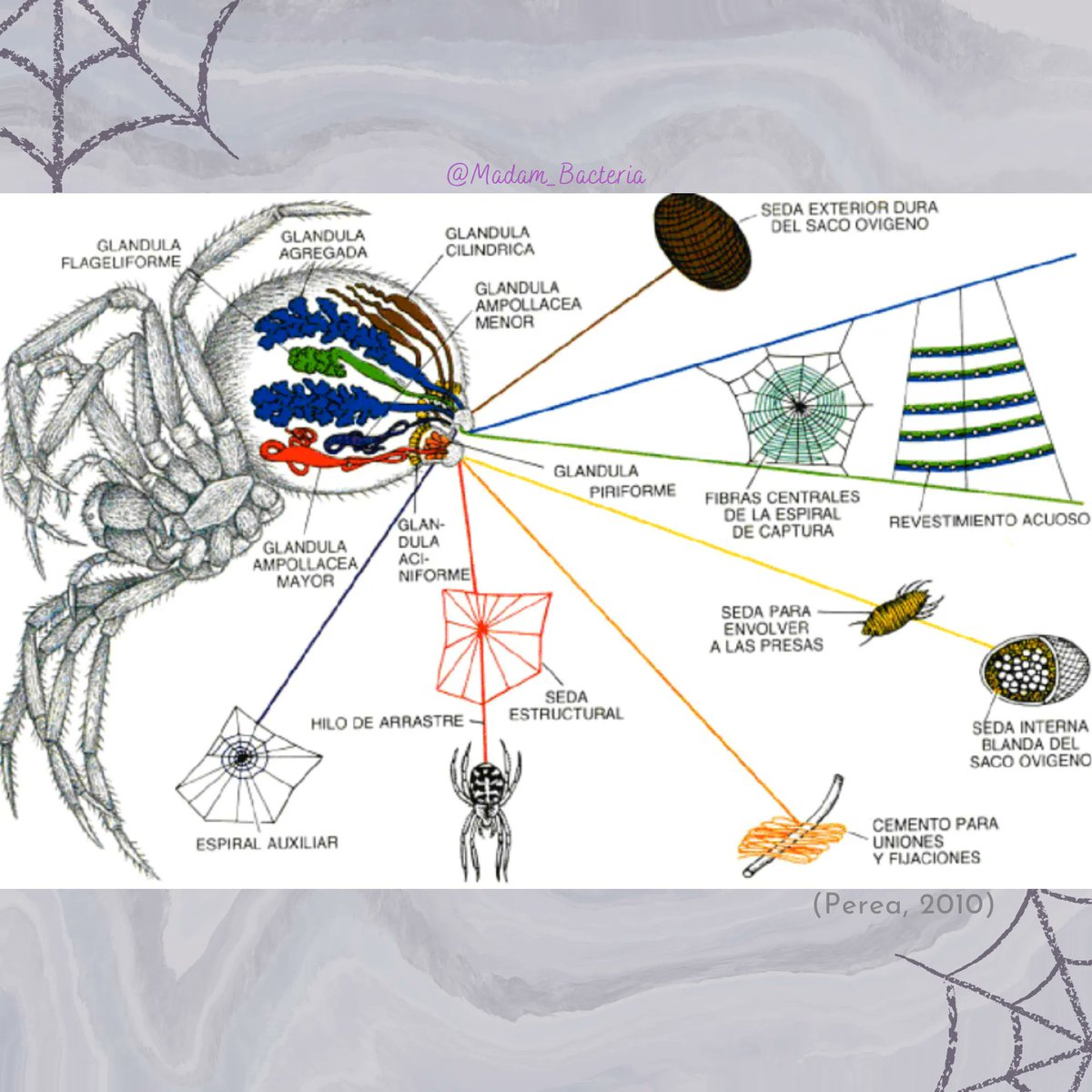 Madam_Bacteria's tweet photo. Aquí está la segunda parte sobre la ciencia detrás de las sedas de araña 🙌
Recuerden que si tienen alguna duda o comentario pueden dejarlo en los comentarios 
#science #ciencia #spider #araña #telaraña #seda #spiderweb #biologia #biology #spiders #arañas https://t.co/8ao4Te4FLs