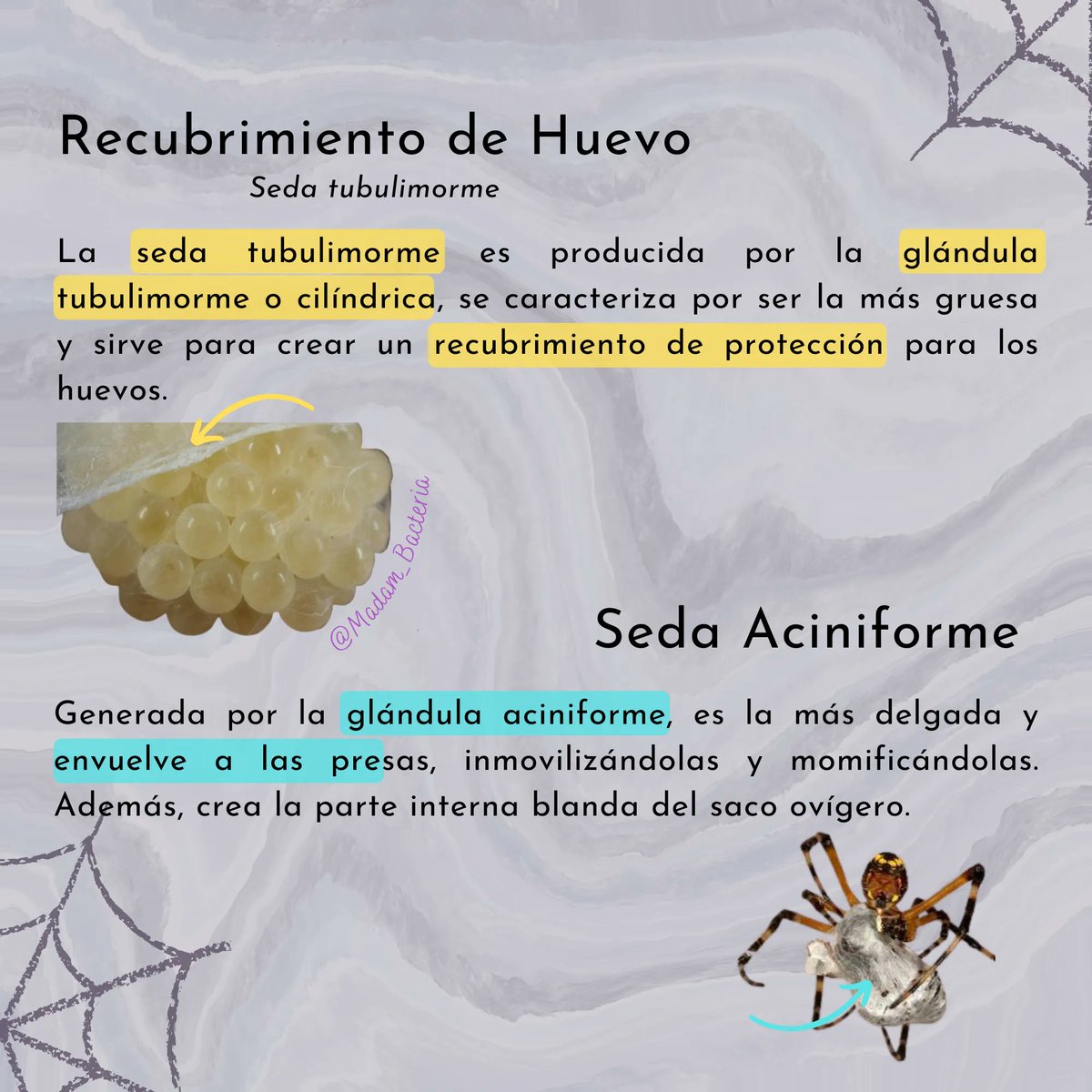 Madam_Bacteria's tweet photo. Aquí está la segunda parte sobre la ciencia detrás de las sedas de araña 🙌
Recuerden que si tienen alguna duda o comentario pueden dejarlo en los comentarios 
#science #ciencia #spider #araña #telaraña #seda #spiderweb #biologia #biology #spiders #arañas https://t.co/8ao4Te4FLs