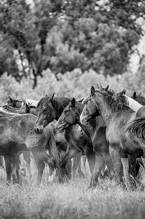 FinePhotoArt's tweet photo. New artwork for sale! - "Horses" - https://t.co/Fxx7k3FwuM @fineartamerica https://t.co/frkswrMuPW