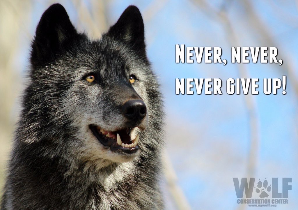 We never will Ambassador Zephyr 🐺🕊💫 #Standforwolves #savewolves #wolvesareessential #Wolf #savethehowl 📸 WCC