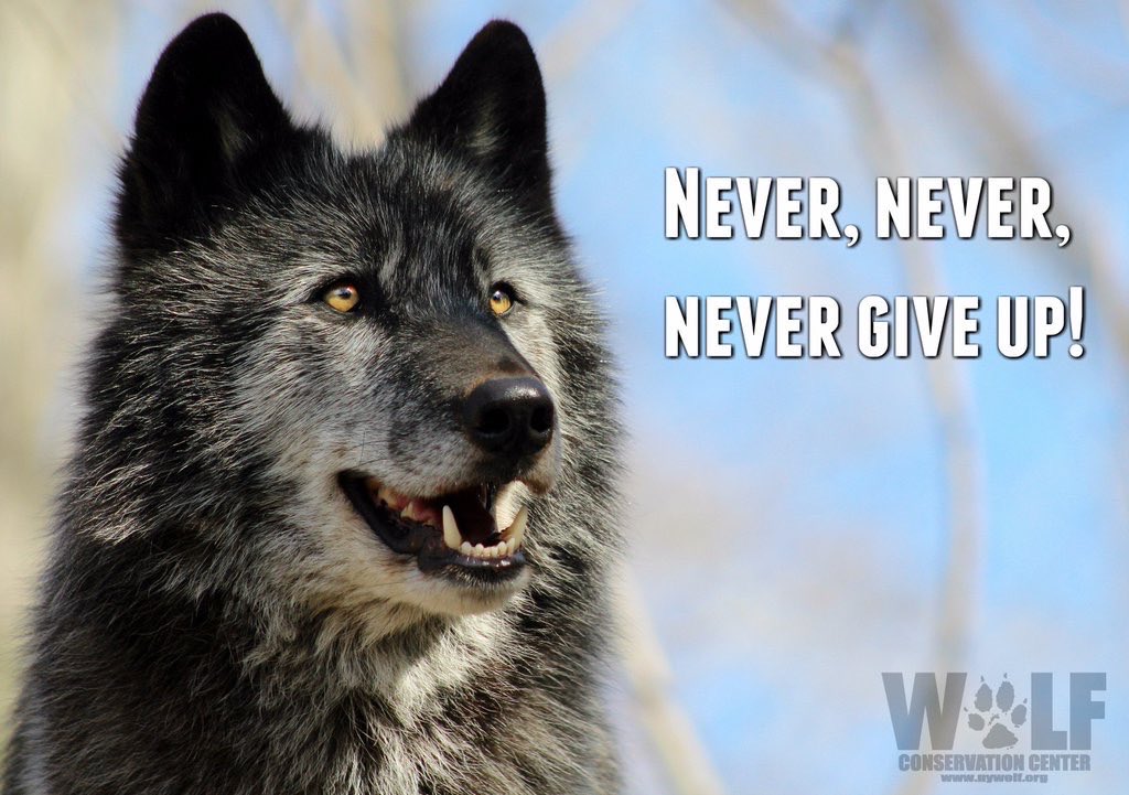 TxStarCat's tweet photo. We never will Ambassador Zephyr ๐บ๐๐ซ #Standforwolves #savewolves #wolvesareessential #Wolf #savethehowl ๐ธ WCC https://t.co/JO2iTURwgV