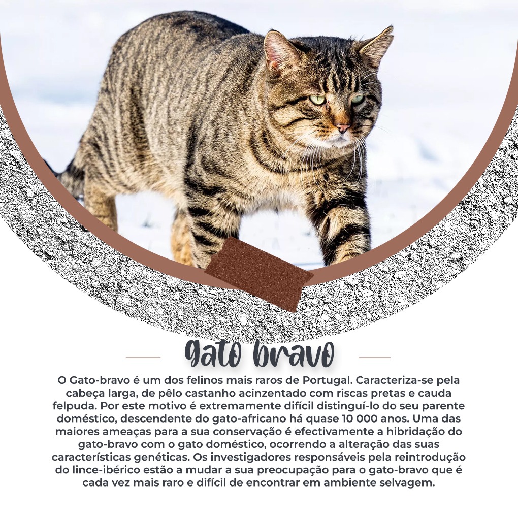 Foresttail2021's tweet photo. Podemos ter um dos felinos mais raros de Portugal em nossa casa 🐱🐈

#foresttail #forest #tail #association #associacao #portugal #verde #animais #plantas #dafarm #dafarmlisboa #pinguim #gatobravo https://t.co/H8xbdkW4ky