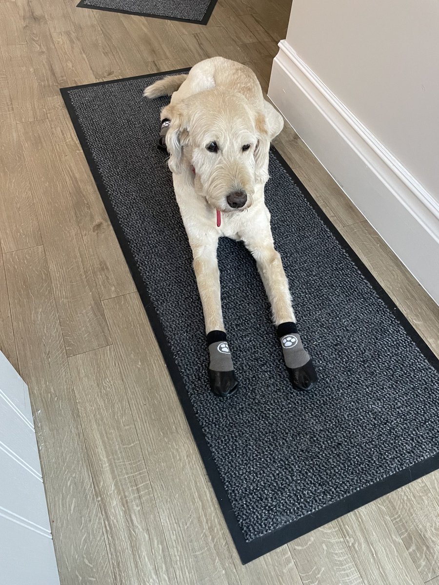 galpeg's tweet image. Charlie is looking very smart now with his new shoes to help him manoeuvre across slippery floor surfaces these days!