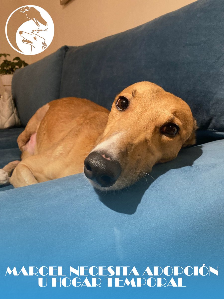 galgoschile's tweet photo. MARCEL🔴
#URGENTE TEMPORAL-ADOPCIÓN
Es un amor💖
-Casa o departamento con ascensor.
-Solo 3 patas, pero tiene harta energía.
-Sin perritos pequeños ni gatos.
¿interesado? escríbenos y envía tu formulario:
▪️https://t.co/lmjf3wN2fu
▪️https://t.co/9P1Y3ppSfI

#AdoptaNoCompres https://t.co/HKu3FcUk1k