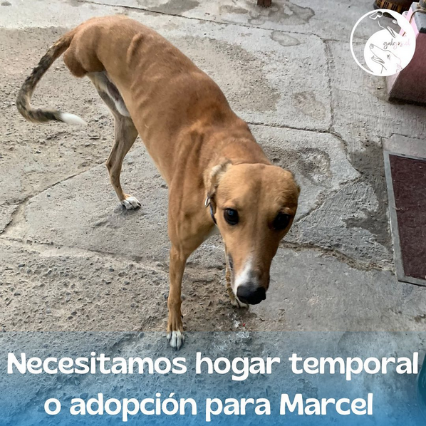 galgoschile's tweet photo. MARCEL🔴
#URGENTE TEMPORAL-ADOPCIÓN
Es un amor💖
-Casa o departamento con ascensor.
-Solo 3 patas, pero tiene harta energía.
-Sin perritos pequeños ni gatos.
¿interesado? escríbenos y envía tu formulario:
▪️https://t.co/lmjf3wN2fu
▪️https://t.co/9P1Y3ppSfI

#AdoptaNoCompres https://t.co/HKu3FcUk1k