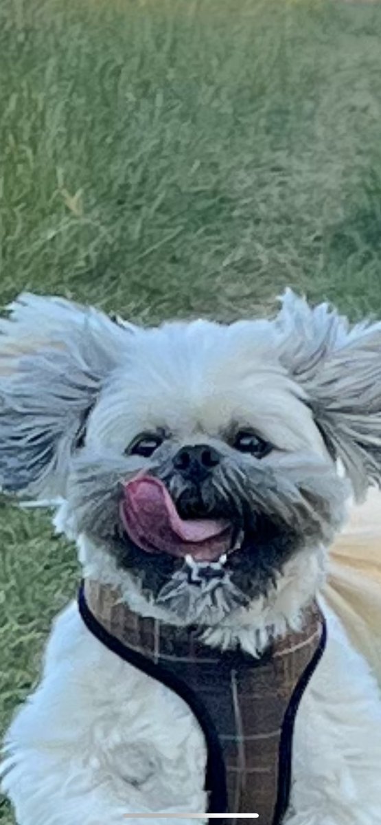 MrTeddyTedster (@andy_and_teddy) on Twitter photo 