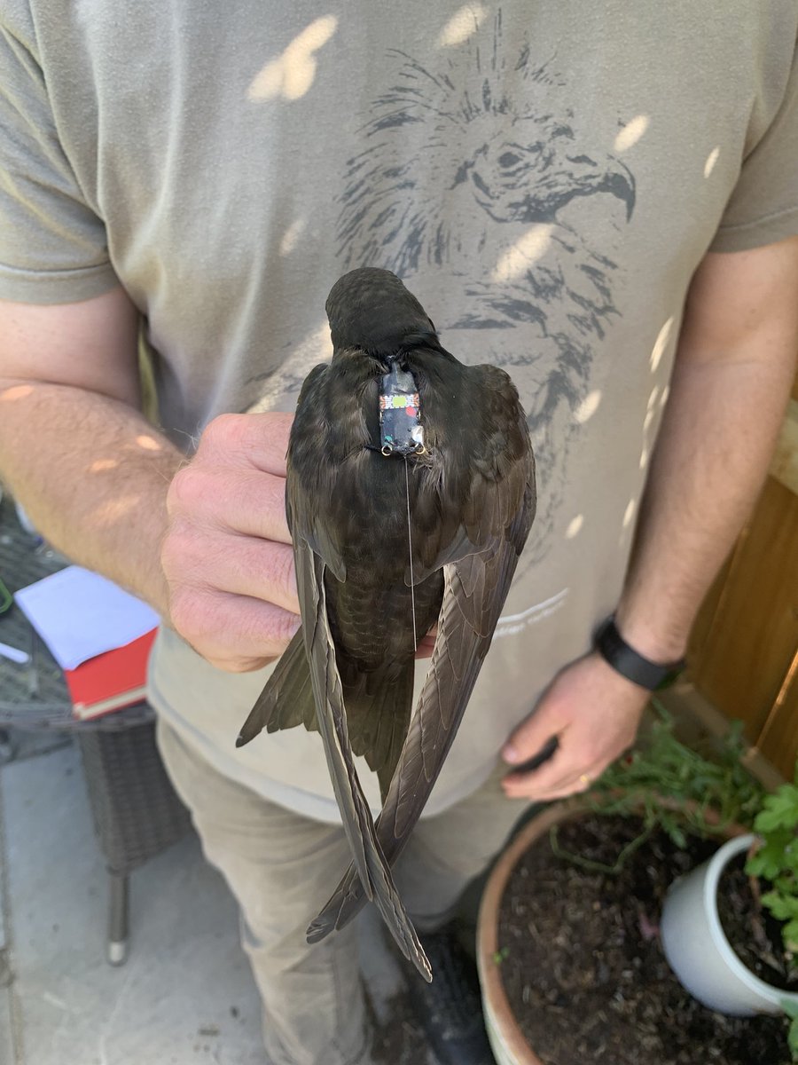 Save Morpeth Swifts tweet media