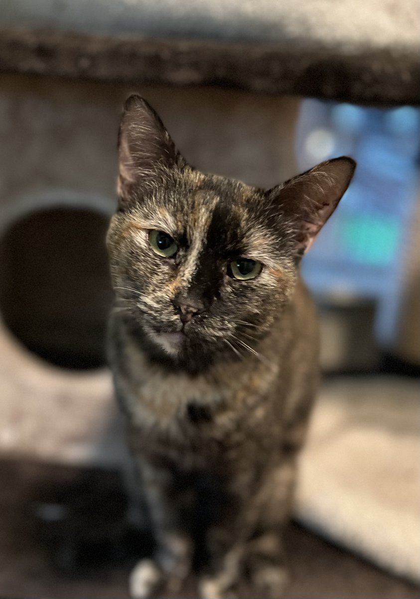 CVARescue's tweet photo. Our 20th Anniversary Summer Open House is this weekend! We will open up for guests at 11am Saturday, July 9th, until 4pm. We hope to see you there!

For more information, visit our events page:
https://t.co/yKK1ubVUqH https://t.co/mhrczc4gFO