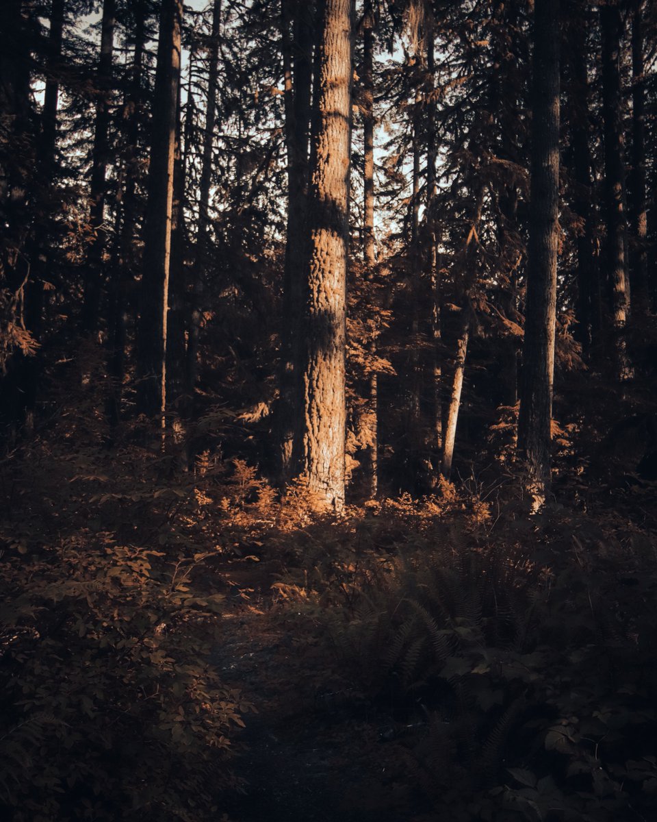 nykopotomas's tweet image. Golden Hour 🌄 
#photography #moodyphotography #moodyscenery #naturephotography #goldenhour