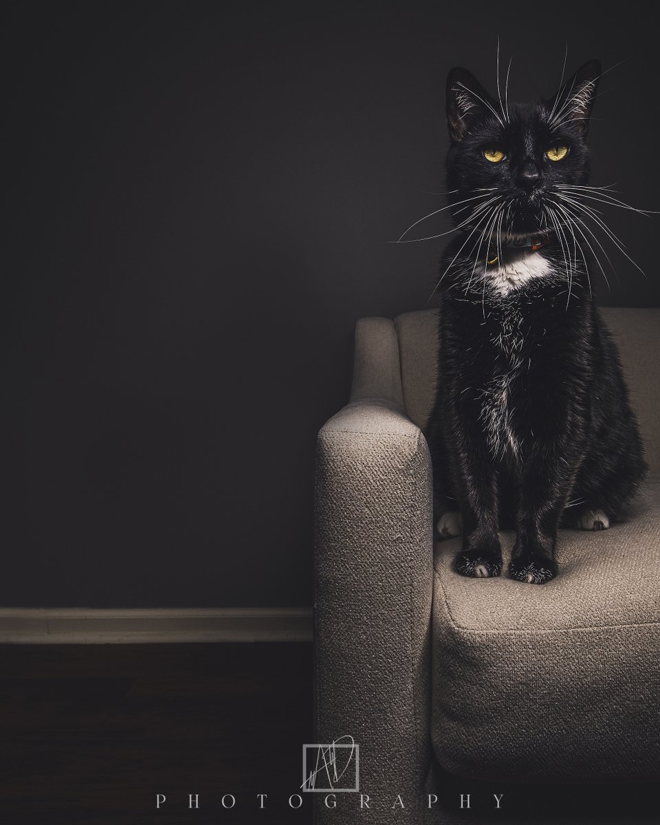 AD_Pixels's tweet photo. The original plan was not to have a cat photo session...until he sat where the model was suppose to be and he became the subject #blackcat #CatsOfTwitter #catmodel #photoshoot #photobomb https://t.co/AtW6k2lxAc