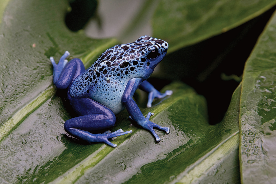 fusionboy69's tweet photo. @AlienqueenNFT Love frogs! The LB Aquarium of the Pacific has an Exhibit that includes the Bufo alvarius (Toad), Poisonous Darts, etc...It's my favorite part of the Aquarium! https://t.co/WGuhQNSIUY