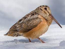 ClaireRossDunn's tweet photo. @JZarankin @lornebrooker @MIX97radio @invisibooks @dunn_kirk @TopsyFarms @ravelry @birdernewjersey Ok @dunn_kirk, the knitting gauntlet's been thrown down by @JZarankin. Look @ this sweet bird. Hope this doesn't mean I have to write a new book on the American woodcock though...🙂 But maybe you wrote about it in yours, Julia? Which is on my TBR pile...
#birding #BirdsinBooks https://t.co/rEJ6FiNMq4