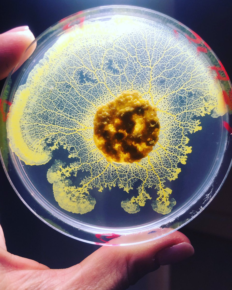 Ta_Fanari's tweet photo. 💛tellement beau💛#blob @cnrs https://t.co/D9wvWzJOdR