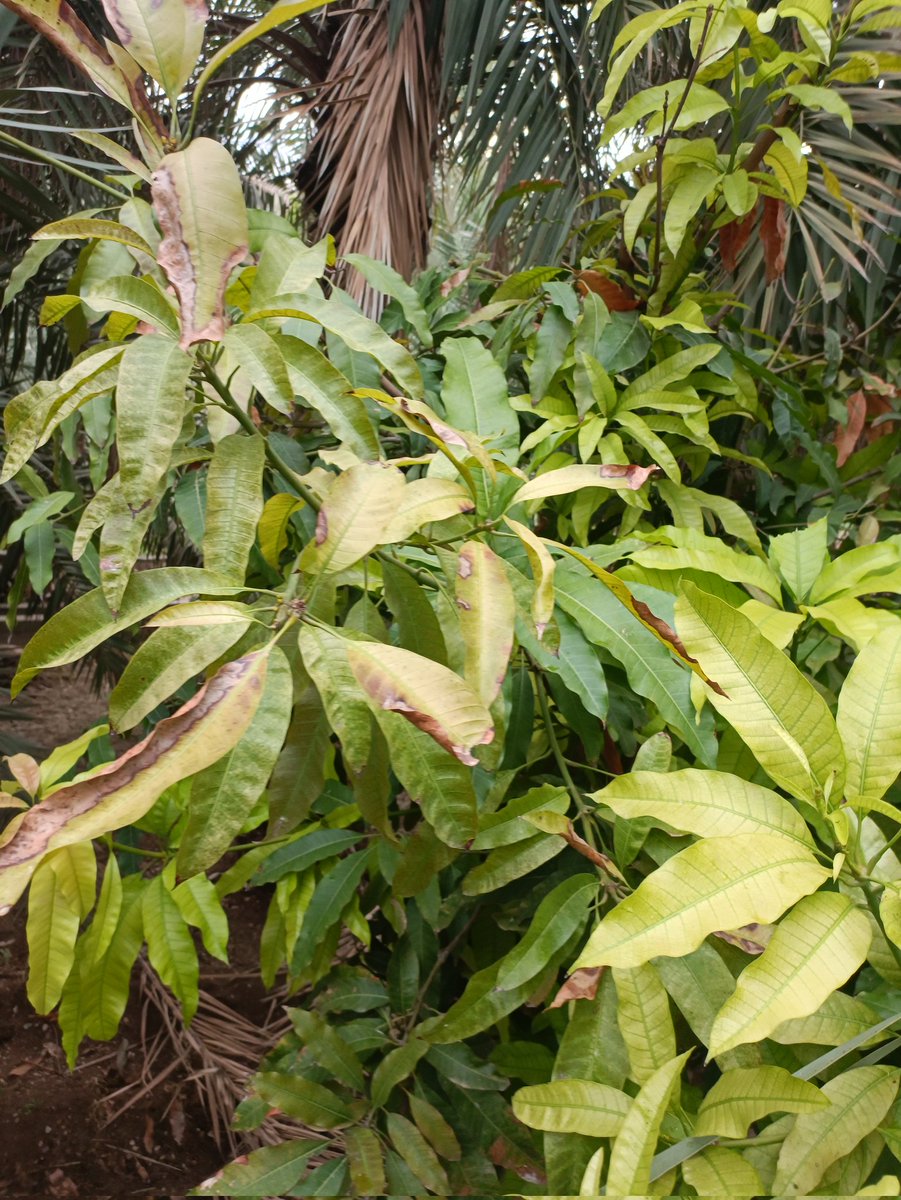 Nasser Al-Hinai tweet media