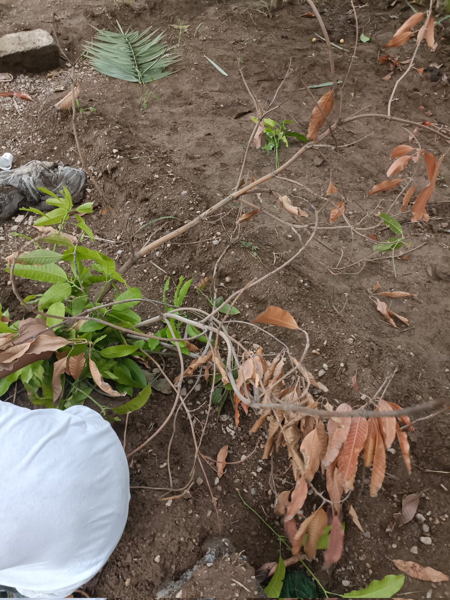 Nasser Al-Hinai tweet media