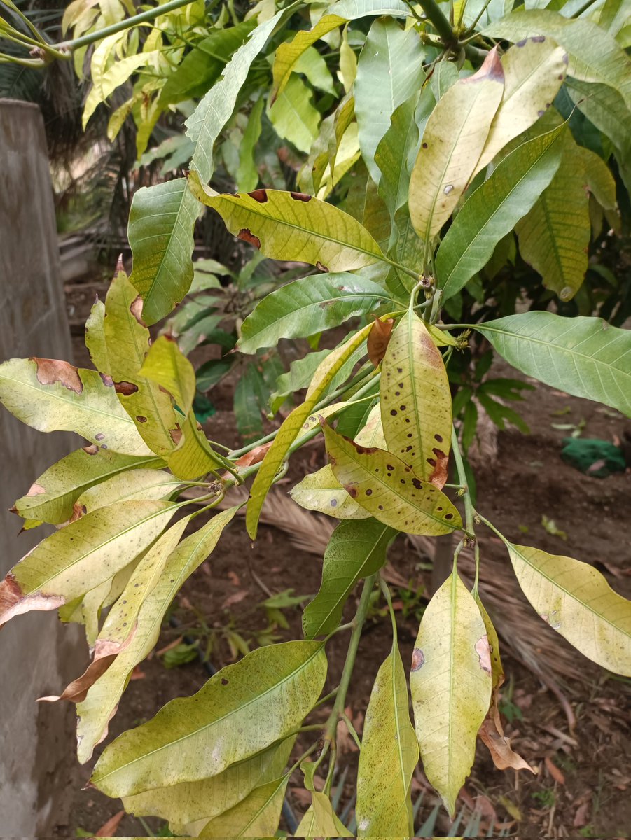 Nasser Al-Hinai tweet media