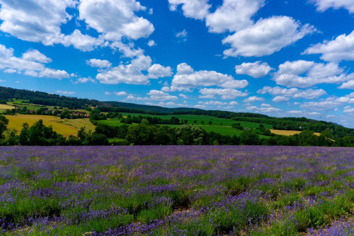 ruhrpottmona's tweet image. Letztes Wochenende Lavendelfelder besucht. Lavendelzeit in NRW 💜
