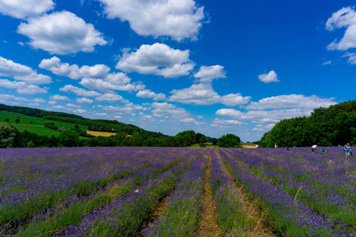 ruhrpottmona's tweet image. Letztes Wochenende Lavendelfelder besucht. Lavendelzeit in NRW 💜
