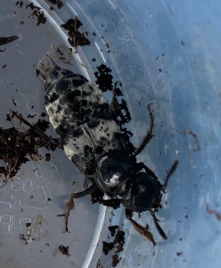 Found the fluffiest Nicrophorus vespillo yet in a trap <a href="/DoddingtonHall/">Doddington Hall</a> today! Also had a guest appearance from a Creophilus maxillosus <a href="/SilphidaeUk/">Carrion Beetle Recording Scheme</a> <a href="/ColSocBI/">Coleopterists Society of Britain and Ireland</a>