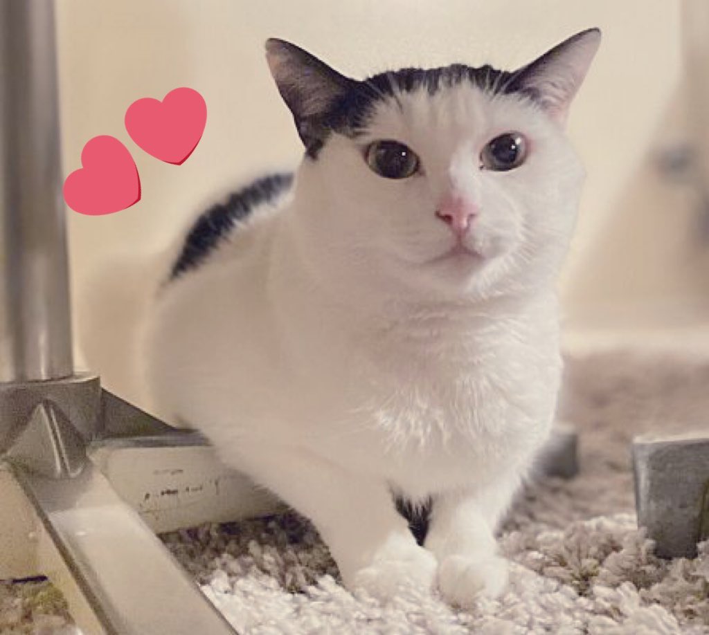TheCatsMeowInc tweet picture