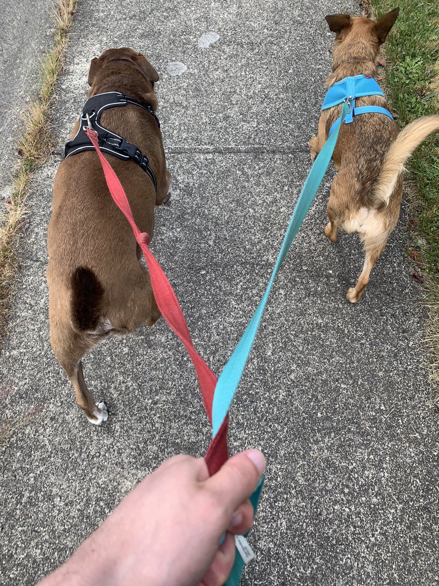 Finally got my Animal Trainer level high enough to unlock the Doggie Dual-wield passive ability! #dogsoftwitter