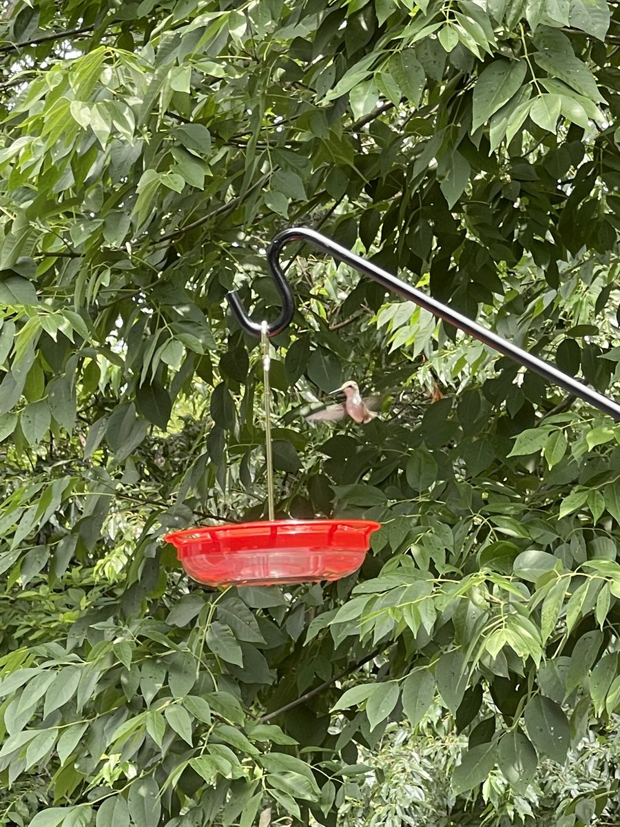 AkashicLex's tweet photo. watched some beautiful birds while the weather was nice ☀️🐦✨ https://t.co/9JFdxt2kqC