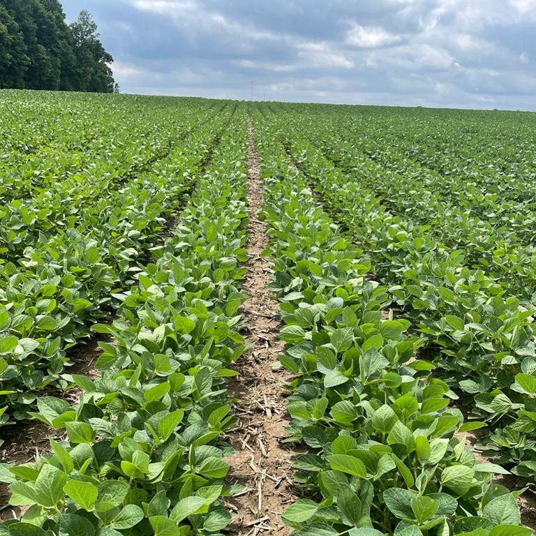 alpinepfl's tweet photo. Check out this picture! These soybeans are looking great thanks to #ALPINE G241-S! #ALPINEAdvantage #MaximizingFertilizerEfficiency https://t.co/To8g0C5GGV