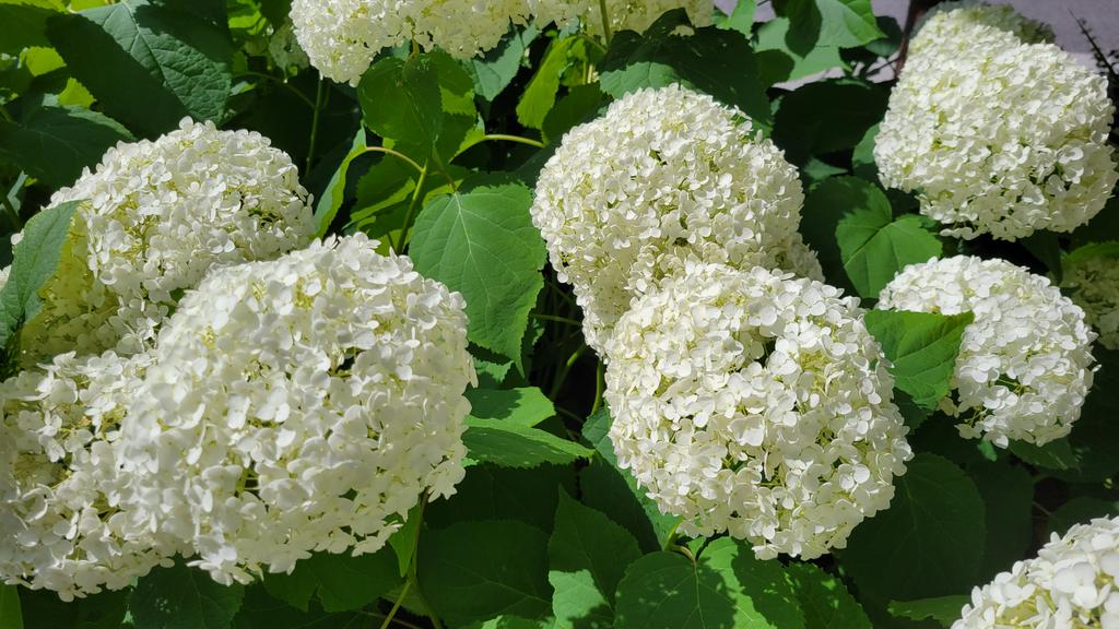 PRproToronto's tweet photo. Snowballs in summer. ☀️ https://t.co/HzUOVoz1dV