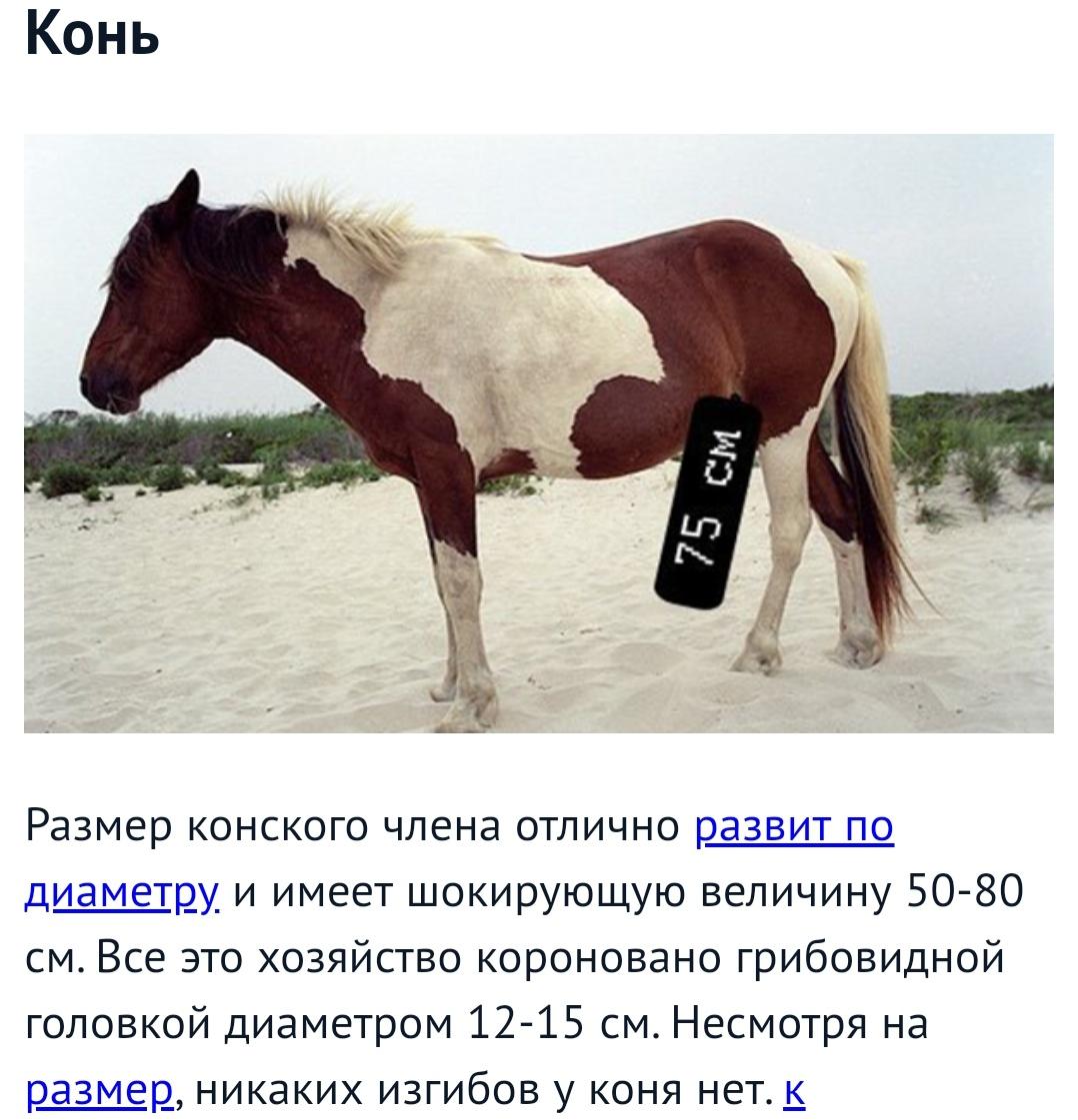 какая длина члена у коня (119) фото