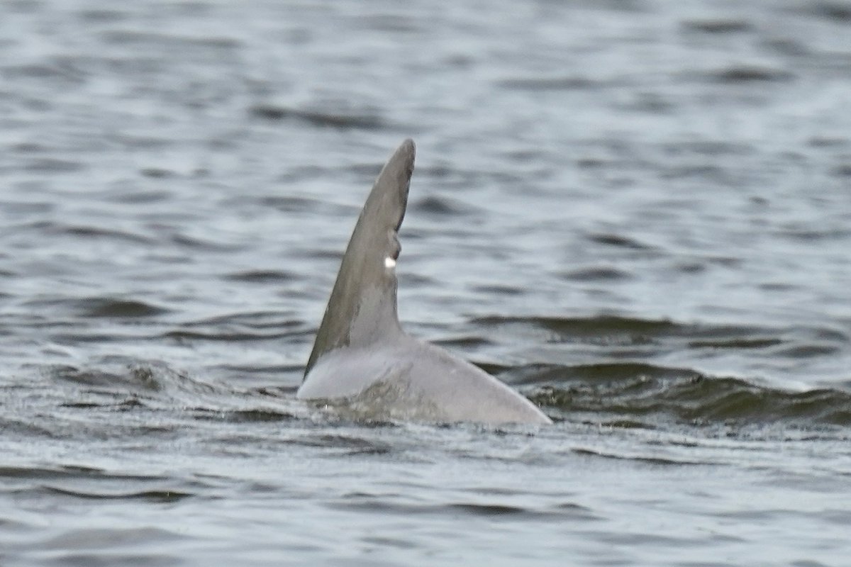 WeatherAF's tweet photo. DOLPHIN SIGHTED near Richmond!

“The dolphin was sighted Wednesday, July 6  at approximately 8:00 AM .  James River at the Varina-Enon Bridge.
It appears to be healthy feeding on fish, moving very quickly at times. “

📷 https://t.co/lsdBtpDvNw https://t.co/WBPWd6BgV0