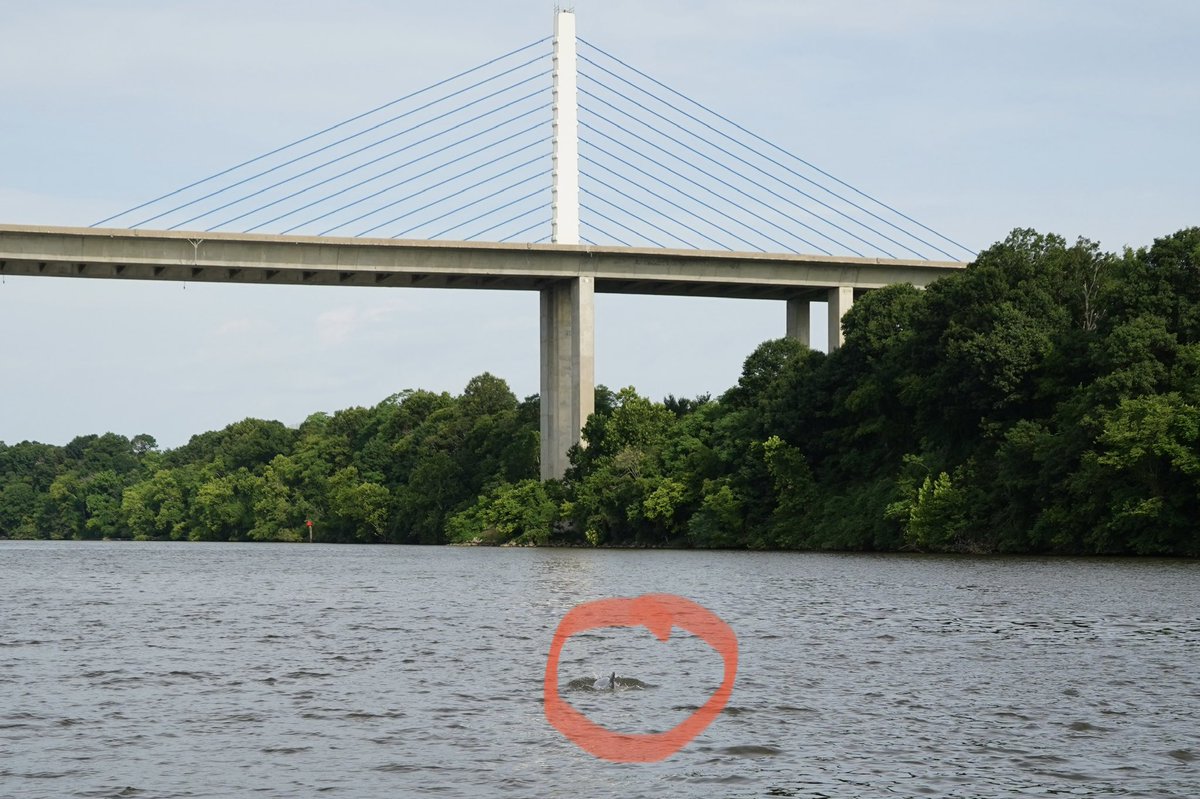 WeatherAF's tweet photo. DOLPHIN SIGHTED near Richmond!

“The dolphin was sighted Wednesday, July 6  at approximately 8:00 AM .  James River at the Varina-Enon Bridge.
It appears to be healthy feeding on fish, moving very quickly at times. “

📷 https://t.co/lsdBtpDvNw https://t.co/WBPWd6BgV0