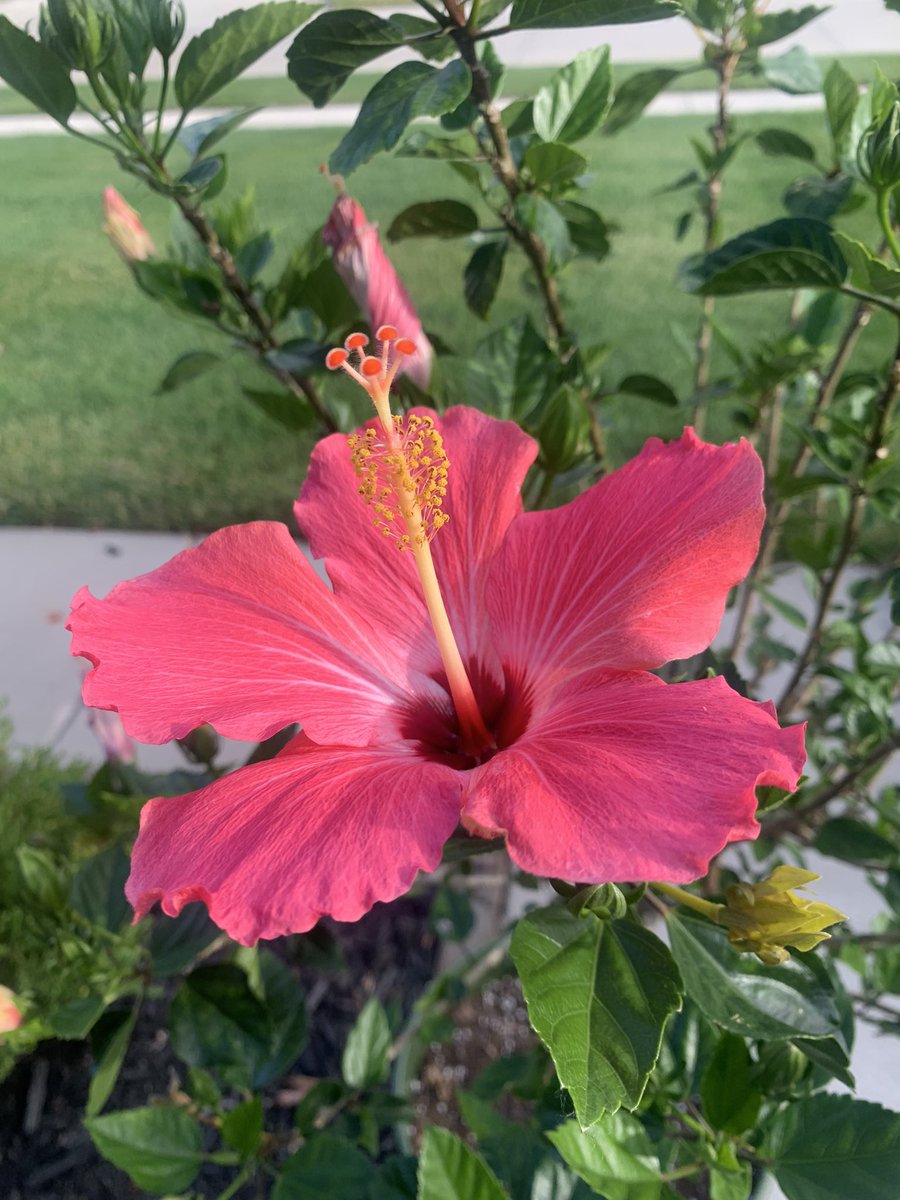 VotePadmaKuppa's tweet photo. Canvassed in Sterling Heights yesterday (after taking a break to heal a blister): voters were so welcoming…great to renew friendships made over the years & see lovely flowers that people grow in their gardens. Always love to get out and meet #neighborsandfriends!🚪✊🏽 😊 https://t.co/uqXbYu6Cen