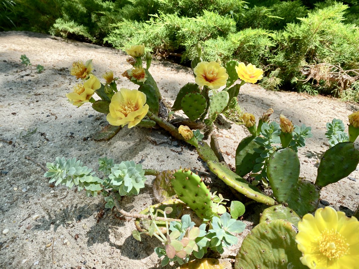 Our cacti our blooming! We love these lemony yellow blooms on these eastern Prickly Pear cactus.  This native cactus does grow wild on the east end; look for them also at Maidstone Park beach and across from Long Beach in Sag Harbor. #nativeplants #hamptons #garden